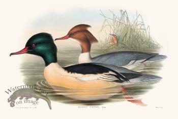 Gould Waterfowl 14